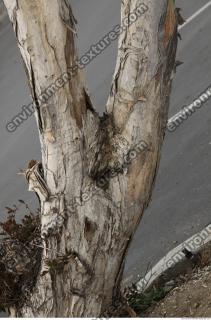 tree bark 0003
